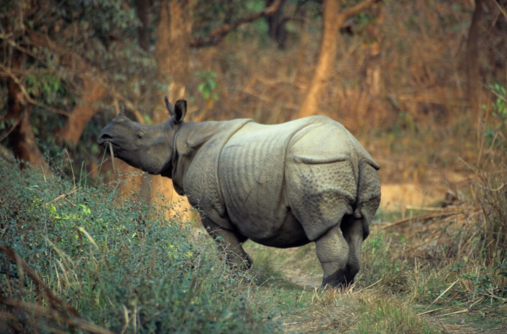 Das Panzernashorn im Chitwan Nationalpark