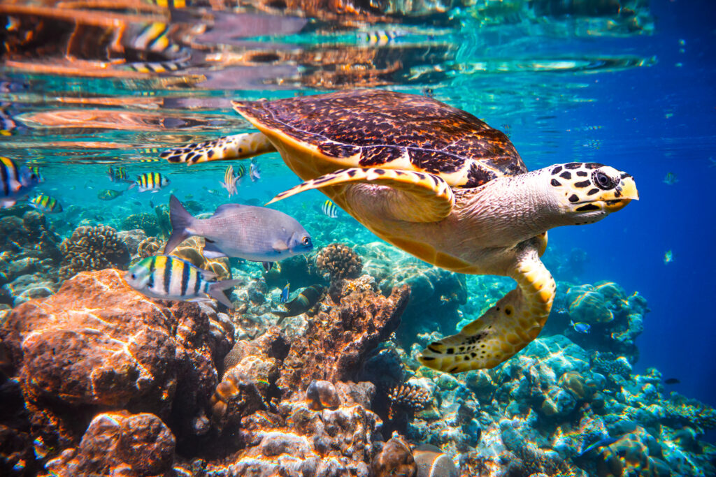 Eine Schildkröte schwimmt durch ein farbenfrohes Korallenriff.